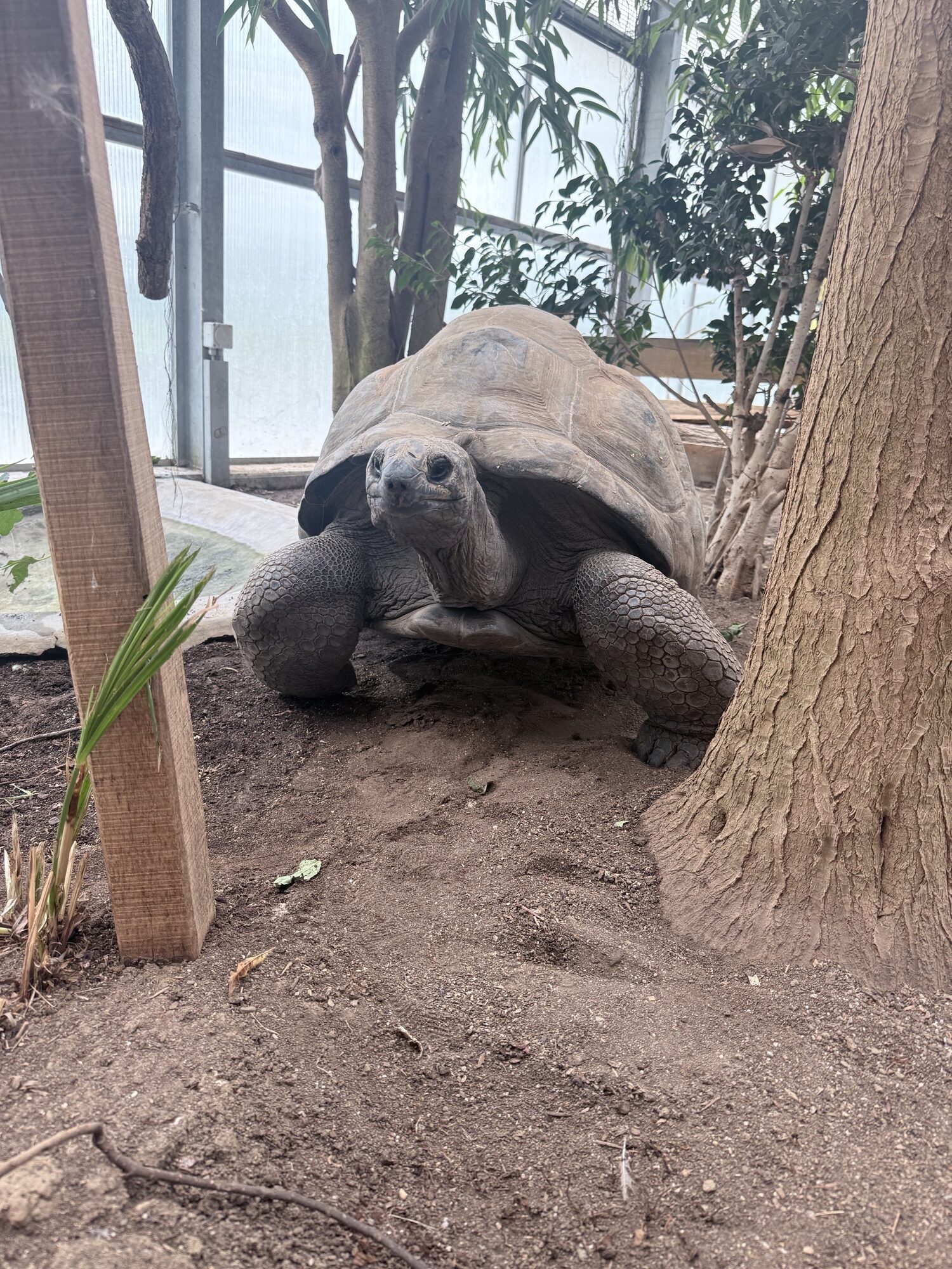 aldabra